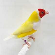 Red headed white breasted yellow