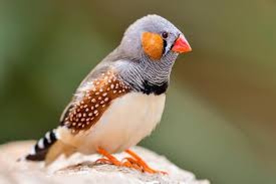 Zebra Finch