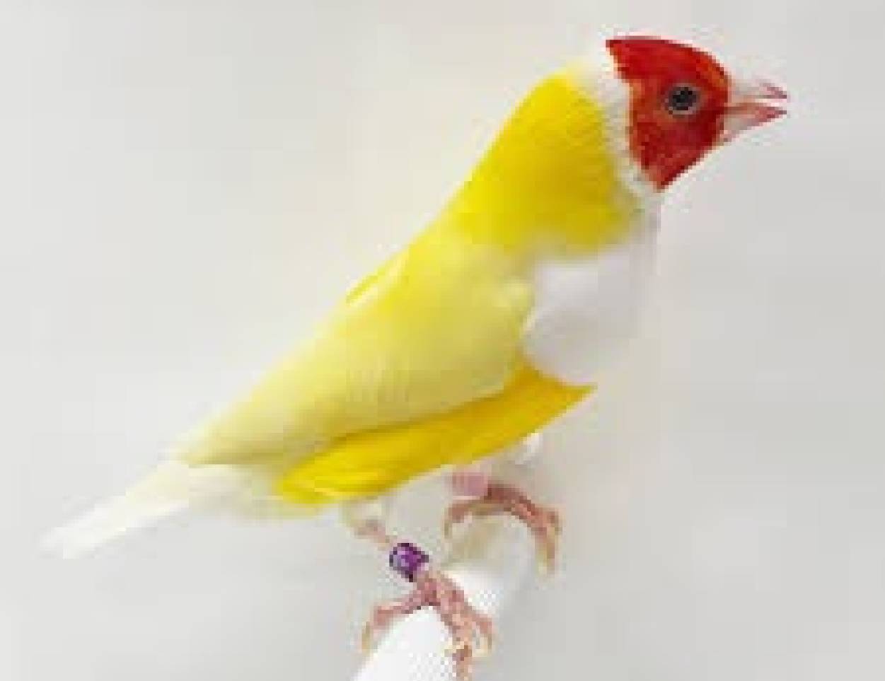 Red headed white breasted yellow