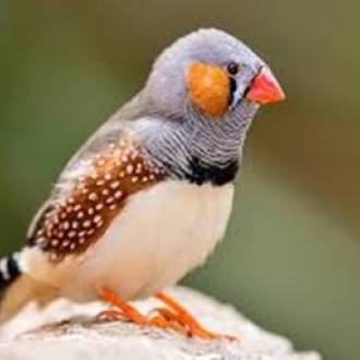 Zebra Finch