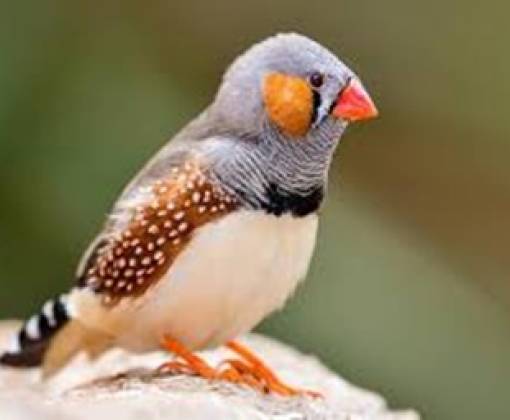 Zebra Finch