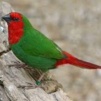 Parrot Finches