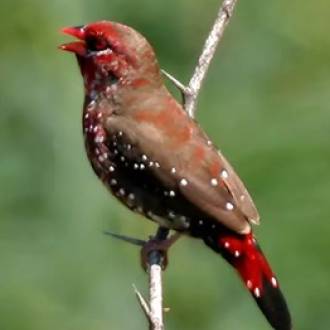 Strawberry finch