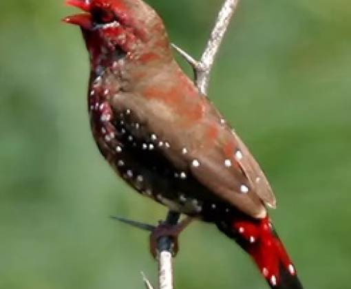 Strawberry finch